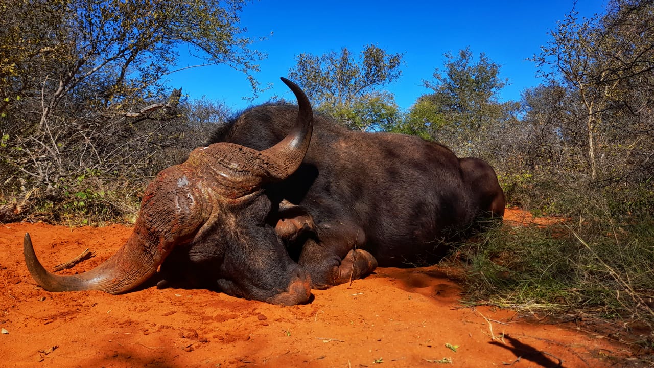 Buffle en Afrique du Sud