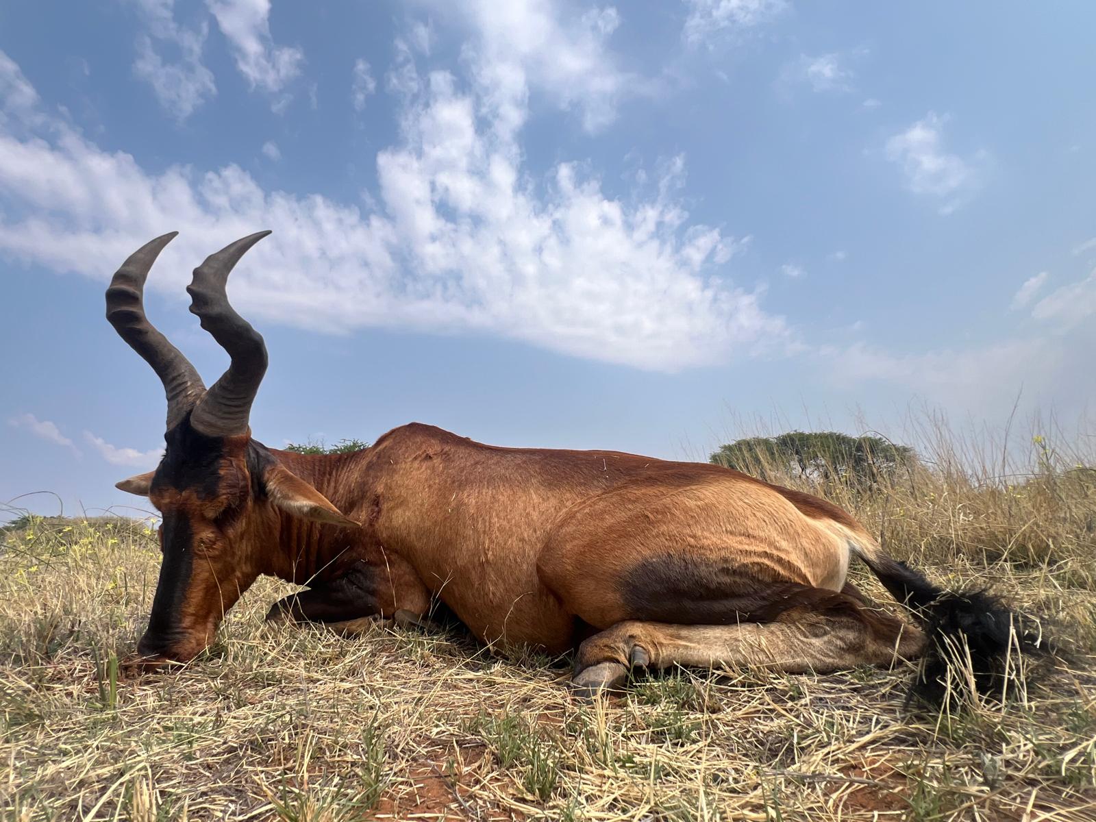 Bubale en Afrique du Sud