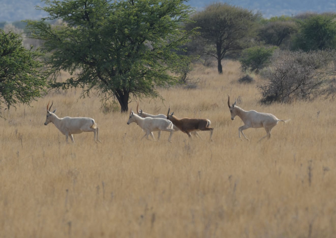 Springboks en Afrique du Sud