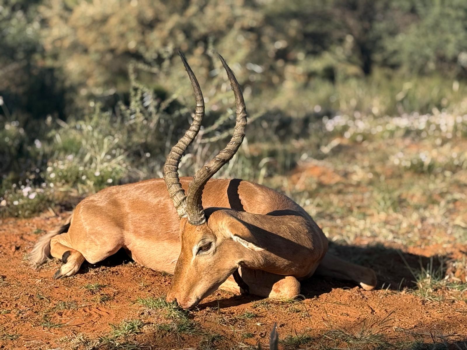 Impala en Afrique du Sud