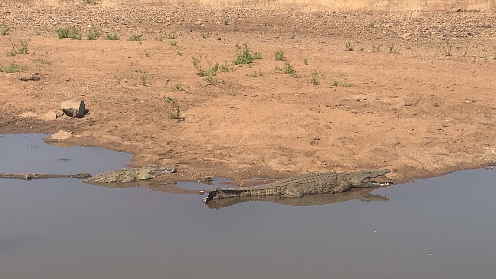 Crocodiles en Afrique du Sud
