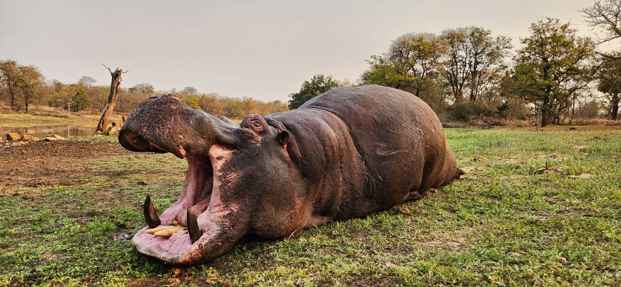 Hippopotame en Afrique du Sud