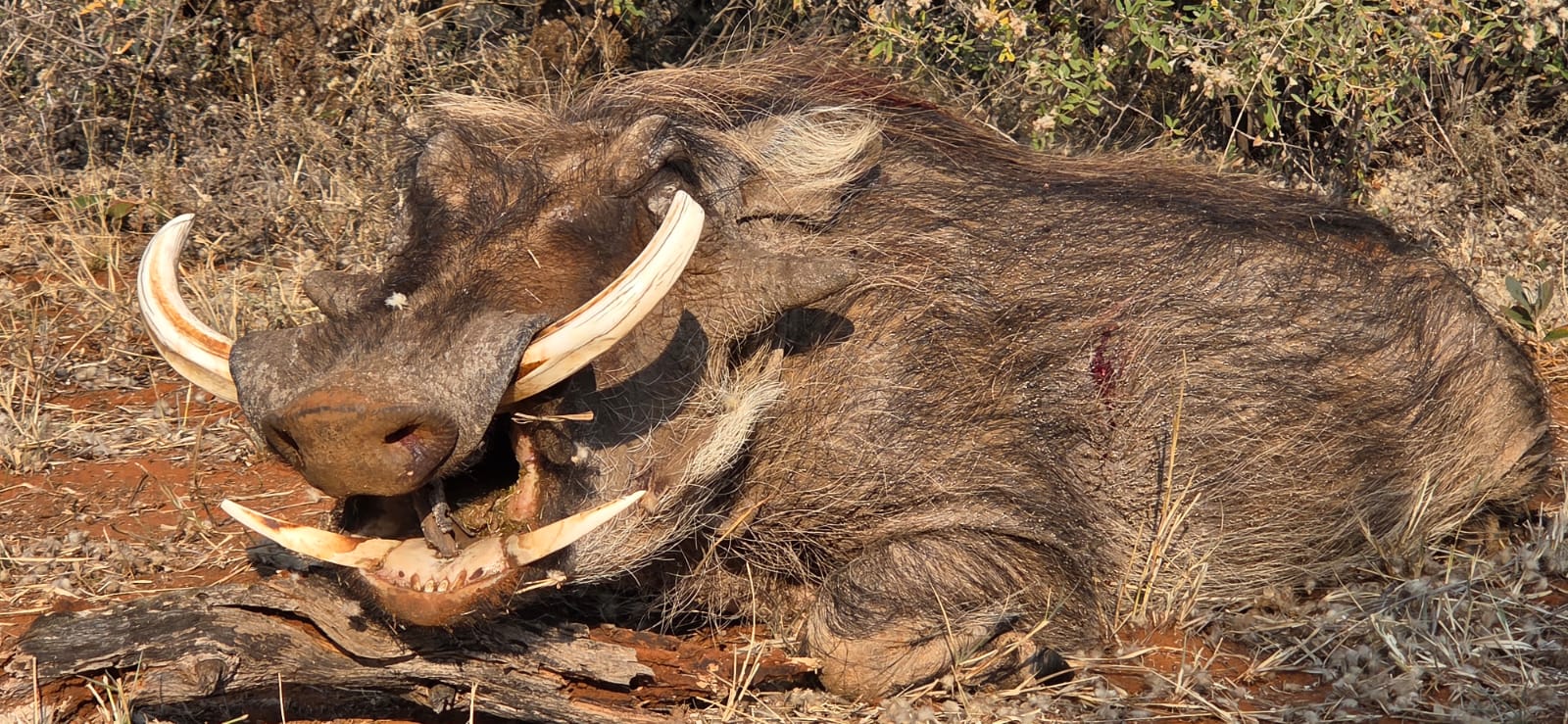 Phacochère en Afrique du Sud