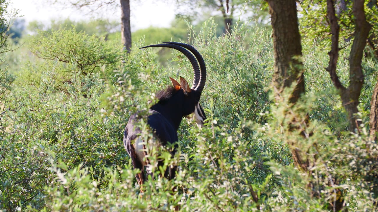 Sable en Afrique du Sud