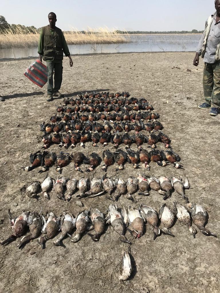 Tableau de chasse au Tchad