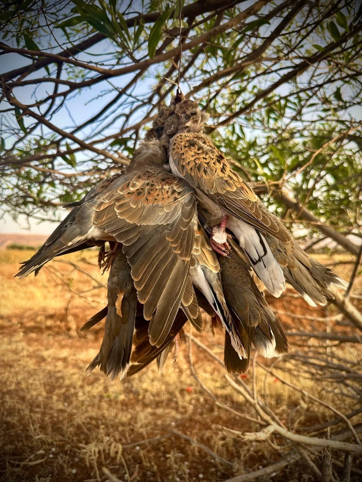 Chasse à la tourterelle au Maroc
