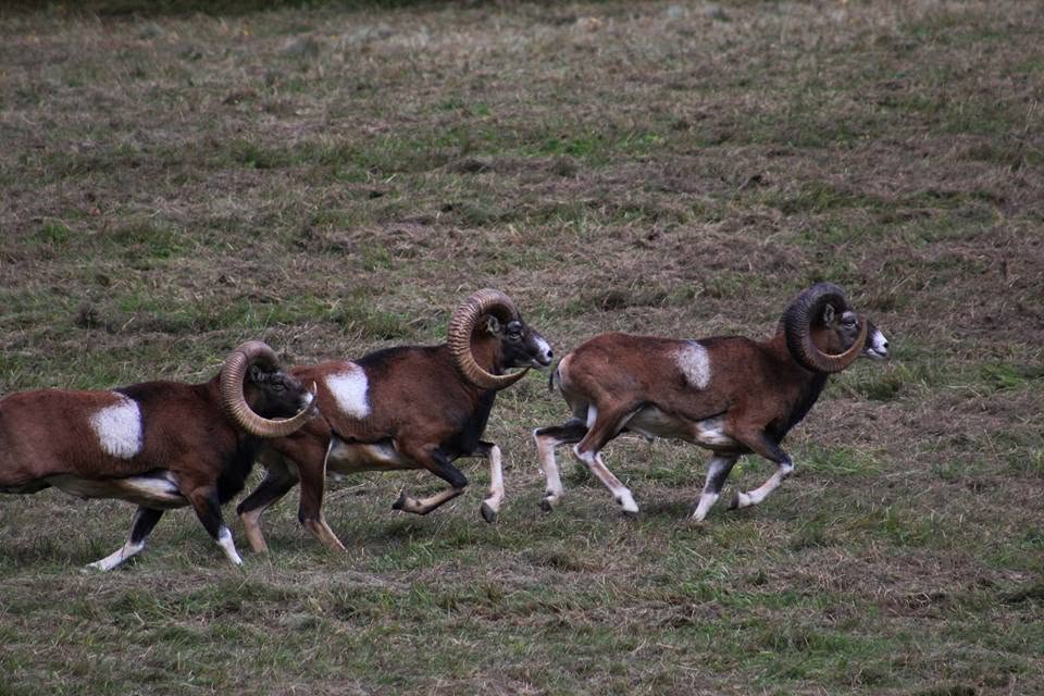Mouflons en Slovaquie