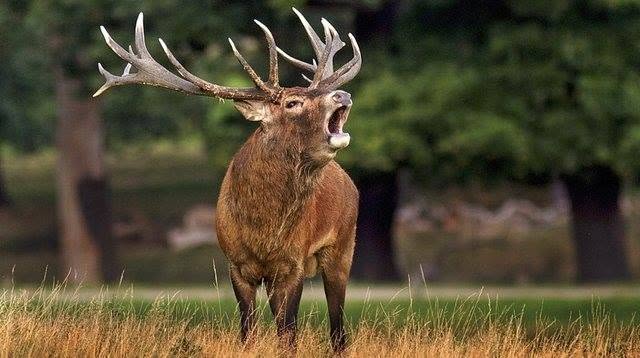 Cerf au brame en Slovaquie