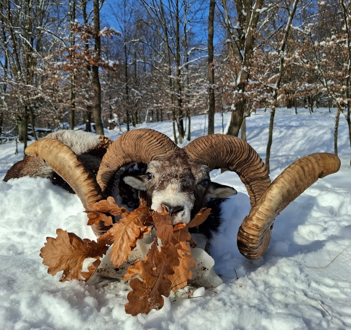 Mouflon trophée en Slovaquie