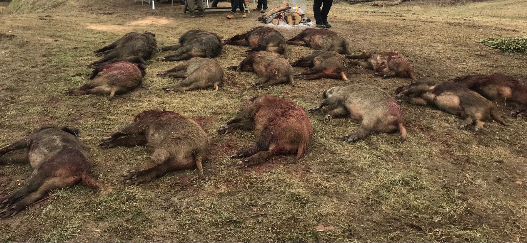 Chasse en battue en Croatie avec ChassAtlas