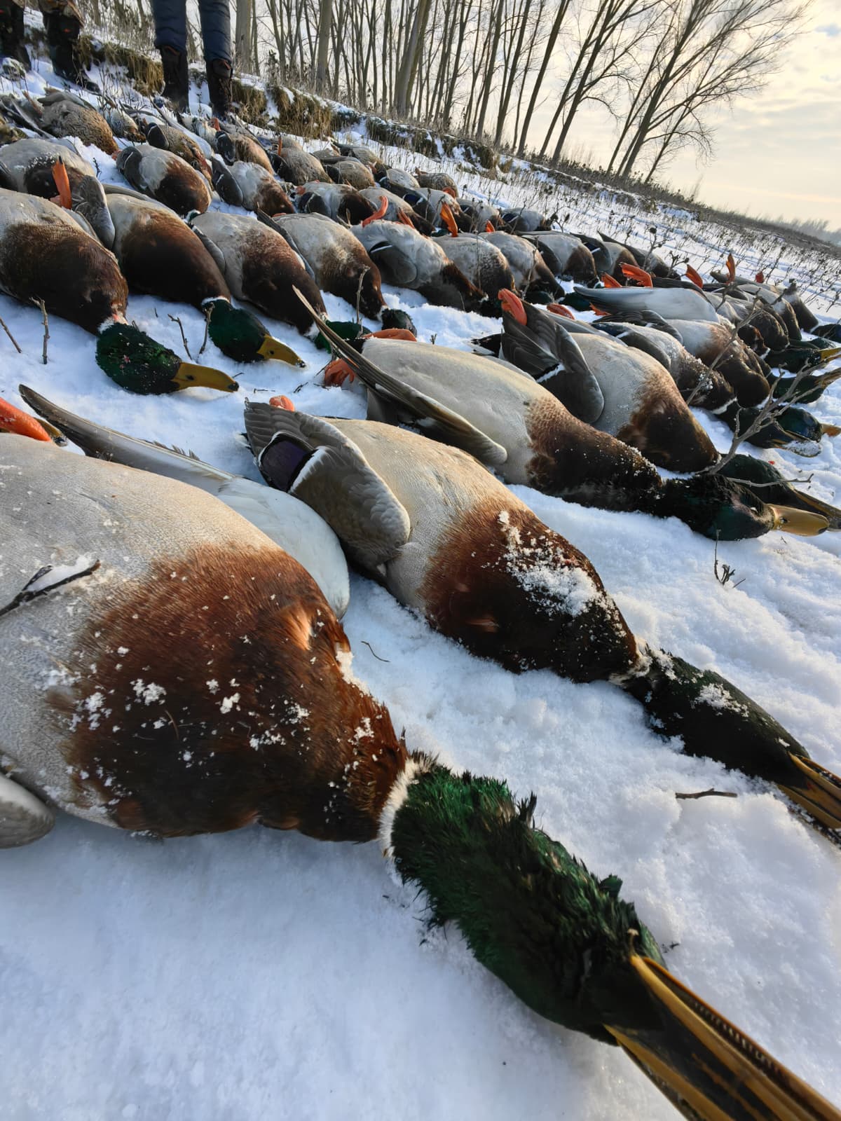 Canards en Roumanie