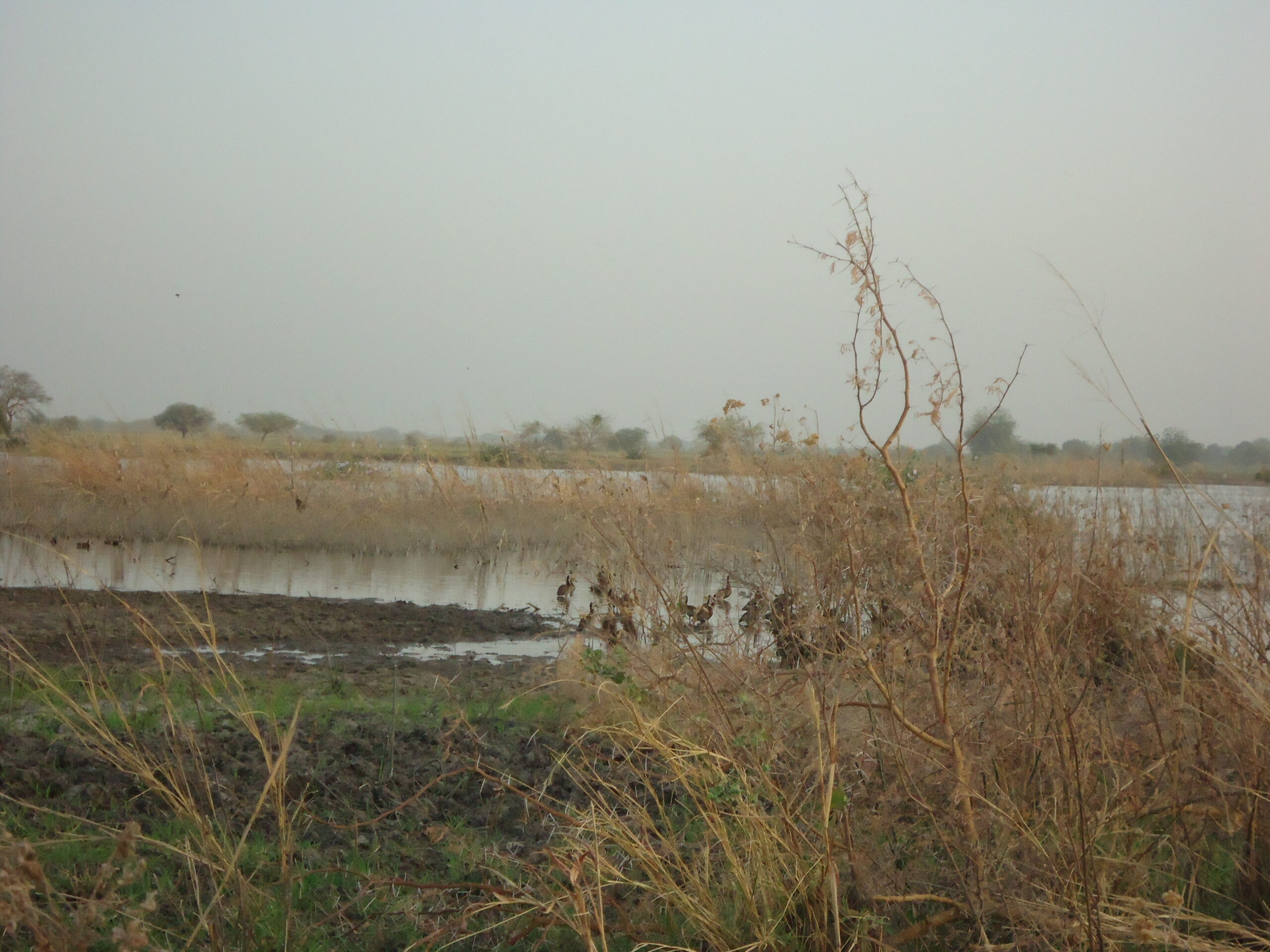 Chasse au gibier d'eau au Tchad