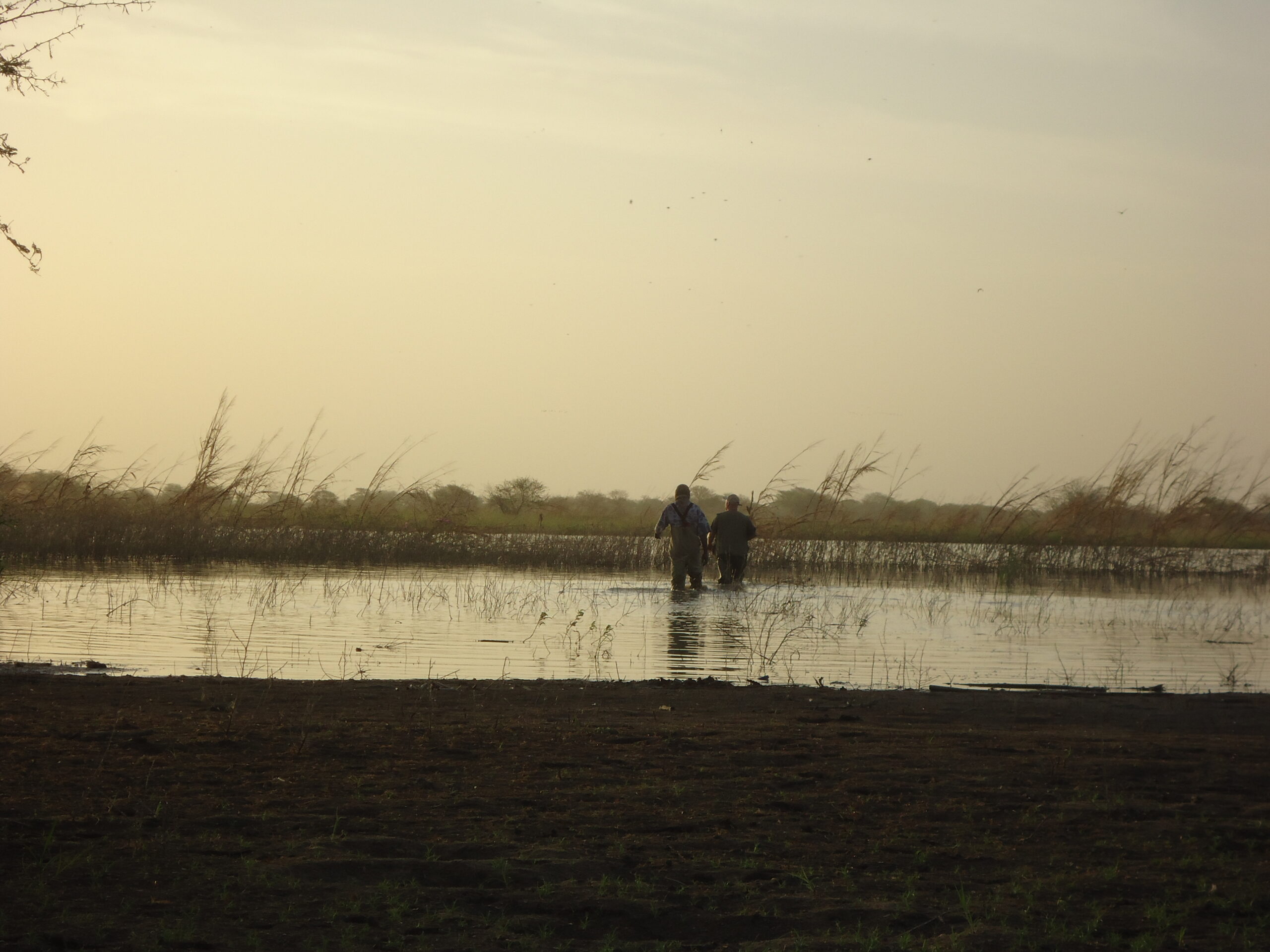 Chasse au gibier d'eau au Tchad