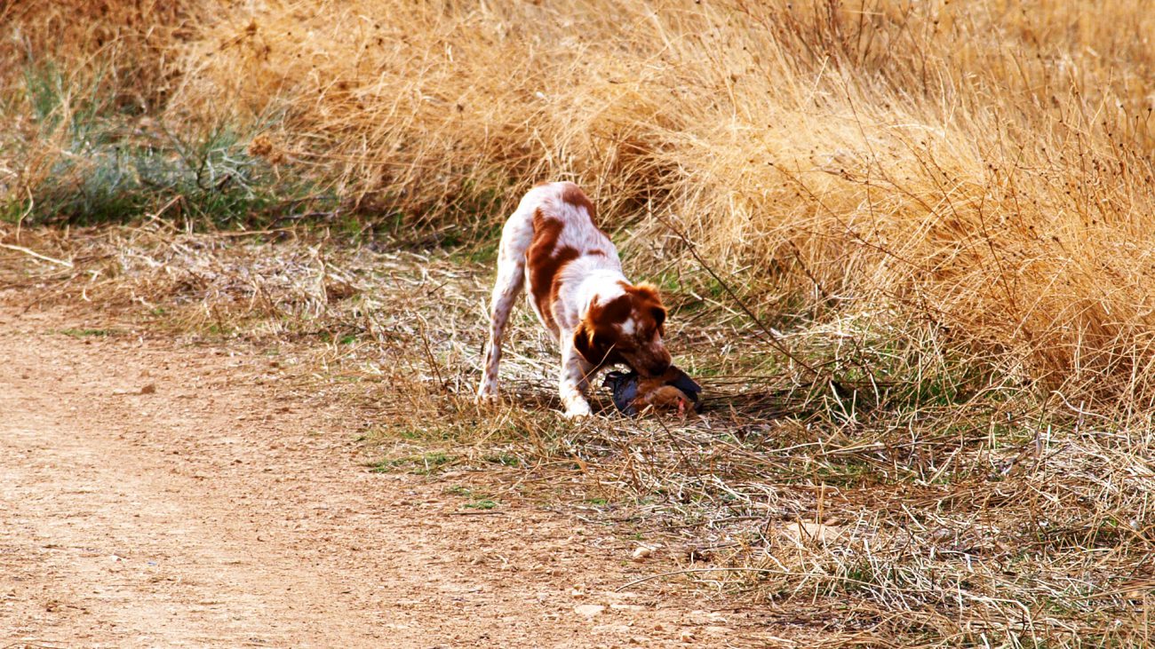 Chien en action sur perdrix en Espagne