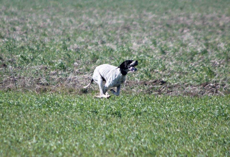 Travail d'un pointer en Bulgarie