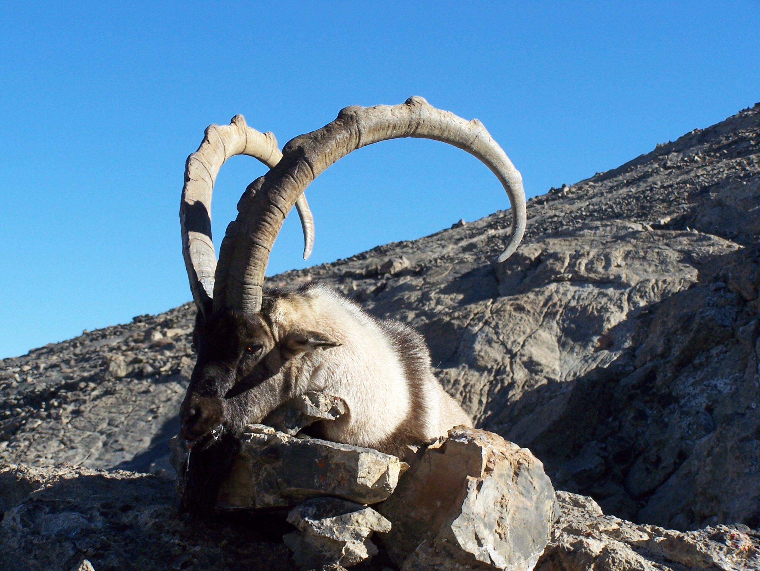 Ibex bezoard en Turquie