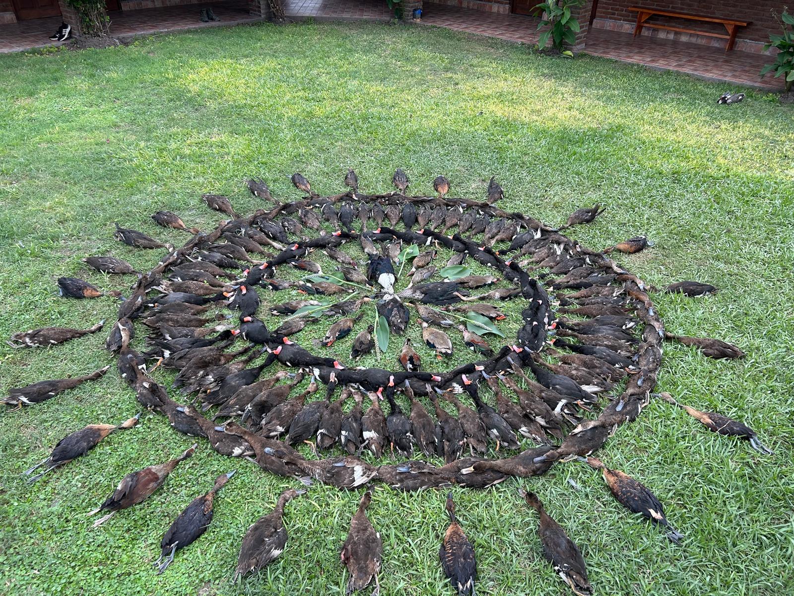 Présentation du tableau en Argentine