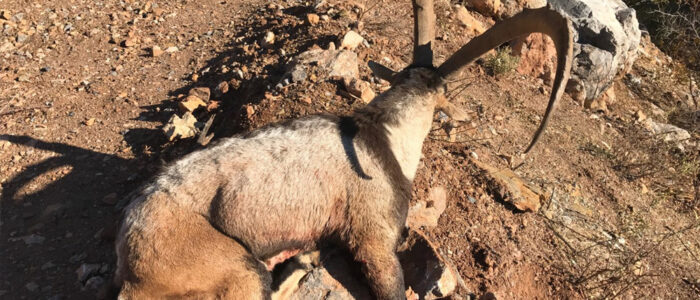 bezoar-ibex-hunt13