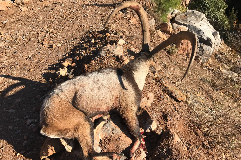 Ibex bezoard en Turquie