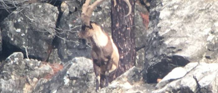 bezoar-ibex-hunt14