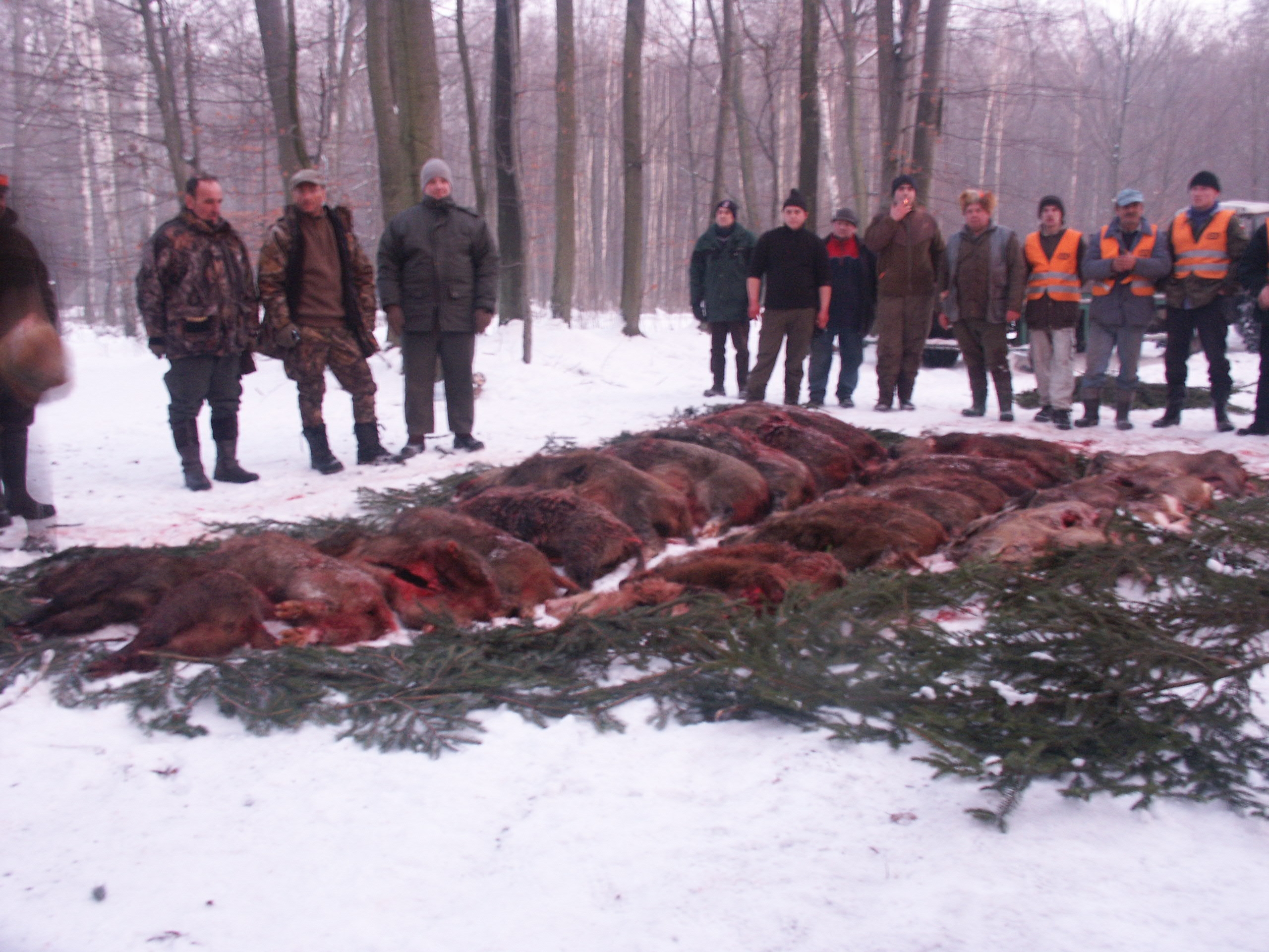 Battus en Pologne