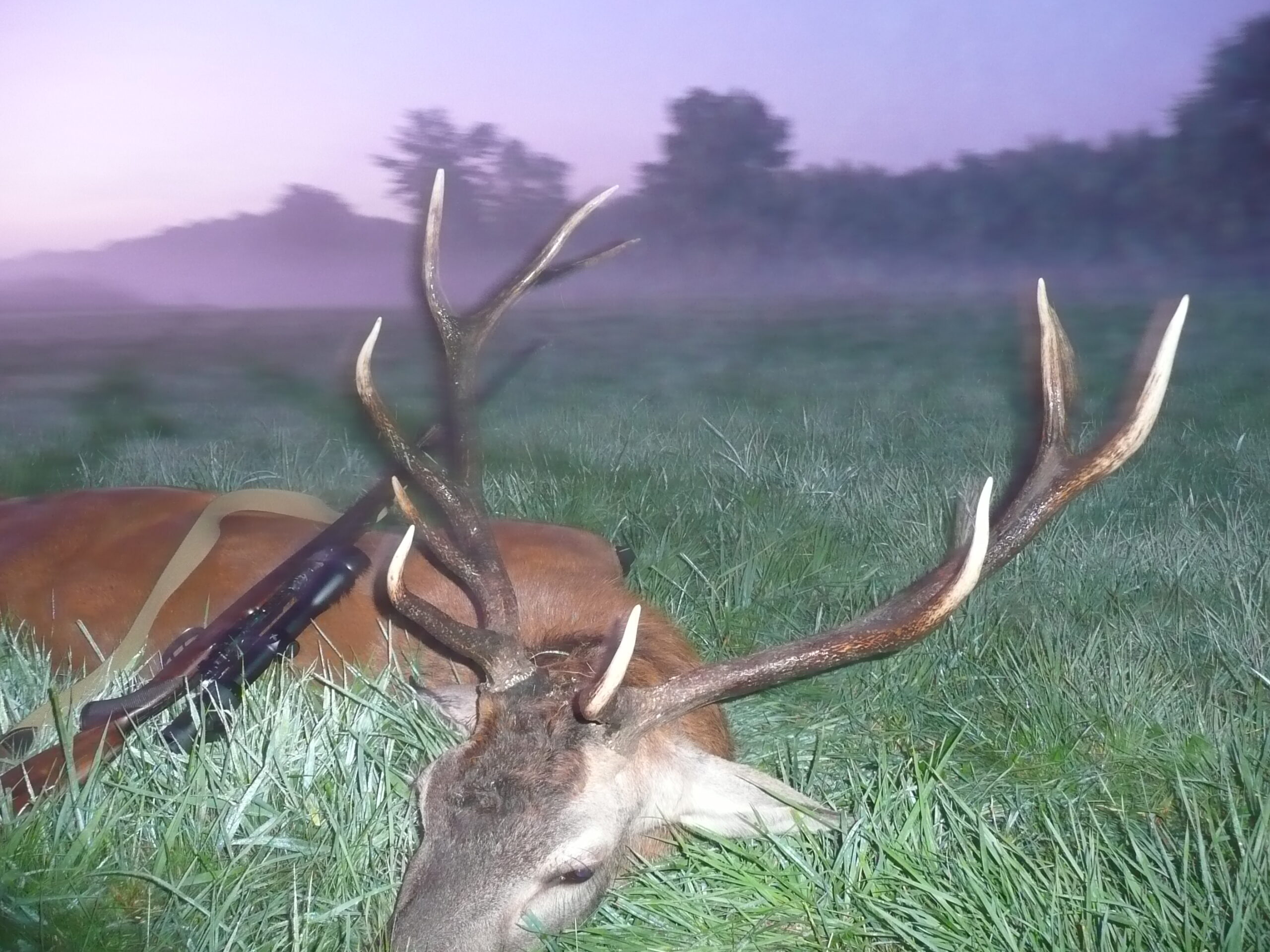 Cerf trophée en Pologne